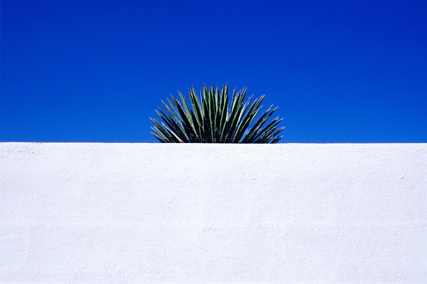 02_Yucca_Mexico